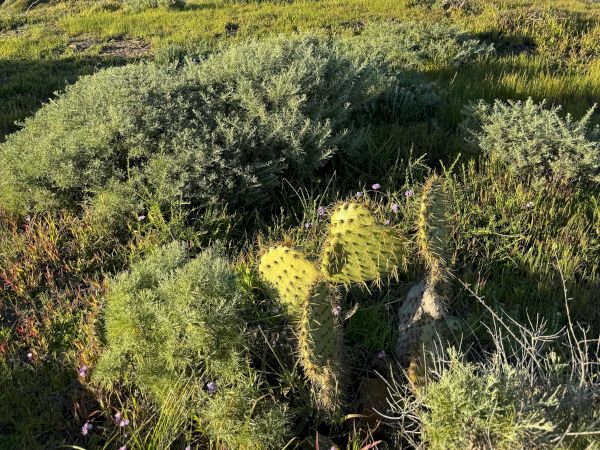 Coastal cliff landscape with sunlit yellow-green hills, succulent plants in foreground, blue sky, and the ocean on the horizon.