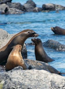 Two playful sea lions frolic on rocks by the ocean, one perched and looking toward the water, the other stretching nearby as waves lap the shore.